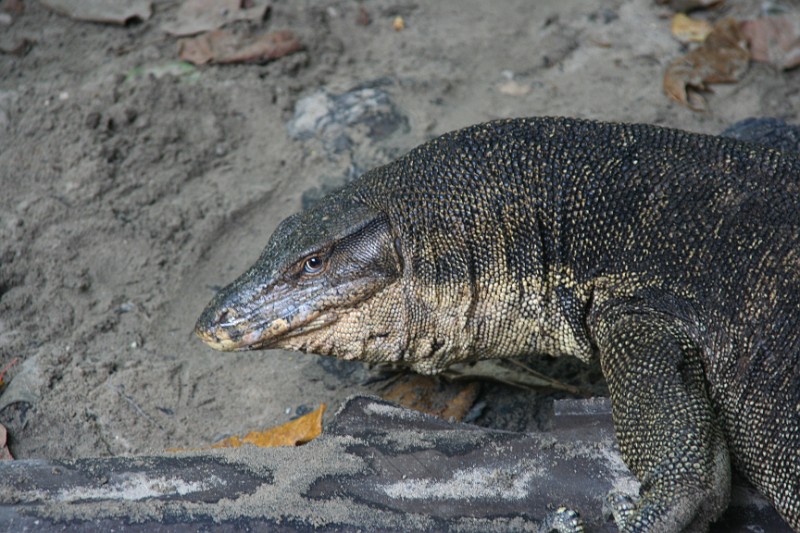 Tioman Island6